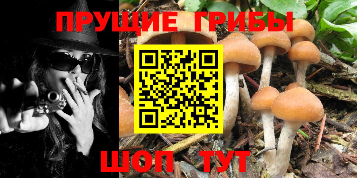 Псилоцибиновые грибы Psilocybe Аша